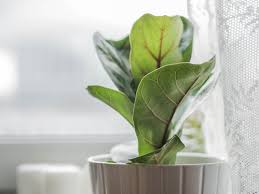While they accept a good amount of water to keep moisture, healthy, happy, and moist soil will saturate the plant. How To Keep Fiddle Leaf Fig Leaves From Drooping The Practical Planter