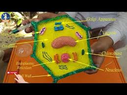 Easy Way To Make Plant Cell Model 3d Plant Cell Project For School Youtube Plant Cell Project Plant Cell Model Cells Project