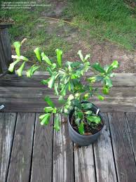 Image result for Ficus craterostoma