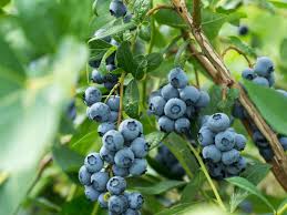 What is the best type of soil to grow blueberries? Growing Blueberry Bushes Tips For Blueberry Plant Care