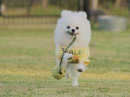 ボード 写真 のピン