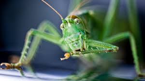 How Do Crickets Grasshoppers And Cicadas Sing
