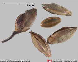 Image result for Panicum pilgeri
