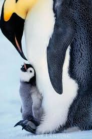 Pin On Animals