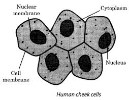 Maybe you would like to learn more about one of these? Ncert Solutions For Class 8 Science Chapter 8 Cell Structure And Functions Learn Cbse