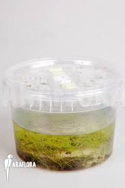 Image result for Utricularia gibba