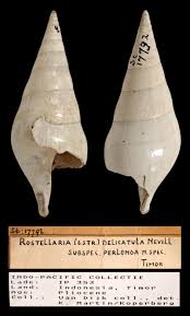 Image result for Scleria delicatula