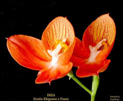Image result for Disa satyriopsis