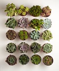 Euro pot black pots pack of 1. 4 Inch Assorted Succulent Collection Planting Succulents Succulent Landscaping Succulent Landscape Design