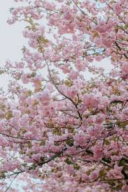 This free collection of spring wallpapers can be perfect for anyone looking to update their desktop some people may enjoy decorating their laptop or desktop with an image of spring to fully enjoy this. 9 000 Best Spring Photos 100 Free Download Pexels Stock Photos