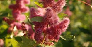 Image result for Spiraea douglasii