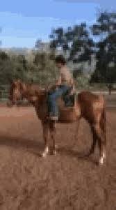 Beat A Dead Horse Gifs Tenor