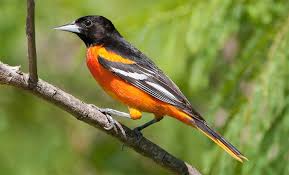 Get inspired by our community of talented artists. Featured Birds Baltimore And Bullock S Orioles