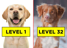 A collection of trivia questions about dogs. This Never Ending Dog Breed Quiz Will Definitely Eliminate You Before Level 30