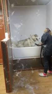 The training offered in the schools is of high quality with the aim of ensuring that there is a healthy living off the dogs and able to relate with people. Michigan School Of Canine Cosmetology Home Facebook