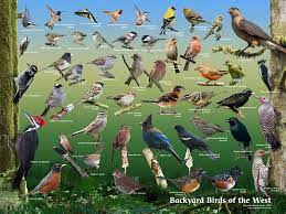 Wall Chart Of Birds Wild Birds Backyards Backyard Birds Wild Birds