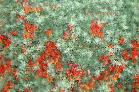 Maybe you would like to learn more about one of these? Plantfiles Pictures Lotus Lotus Vine Parrot S Beak Amazon Sunset Lotus Maculatus By Kell