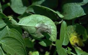 Fire blight is a common and very destructive bacterial disease of apples and pears (figure 1). Phytophthora Infestans Wikipedia