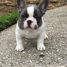 The puppy must have an a+ grade before it goes home. French Bulldog Puppies Ohio French Bulldog Adoption Near Me