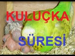 Kulucka Suresi Kac Gundur Incubation Period Youtube