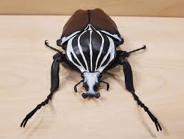 Image result for Monosis conferta