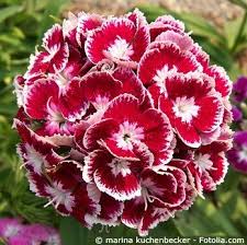 Bartnelke Dianthus Barbatus Pretty Flowers Beautiful Flowers