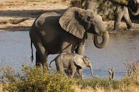 Check spelling or type a new query. Elephant Mom And Baby Wild Soul