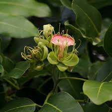 Image result for Xylia africana