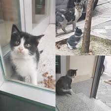 Watch The Best Youtube Videos Online Johny Nin Cocugu Cat Kedi Minnak Pisi Ask Pisipisi Miyav Mirnav Catlove Kara Animal Siyahbeyaz Animals Cats
