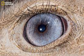 These Extraordinary Close Up Photos Of Animal Eyes Look Out Of This World Eye Animal Animal Photography Close Up Animals Eyes