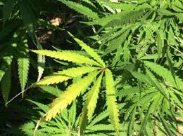 Marijuana, or marihuana, is a name for the cannabis plant and more specifically a drug preparation from it. La Marihuana Drugfacts National Institute On Drug Abuse Nida