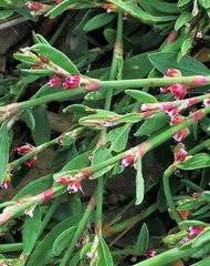 Image result for Oxygonum dregeanum