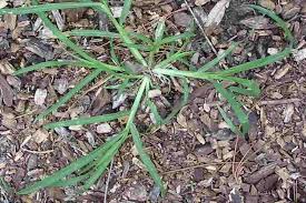 The origin of the name is due either to a plant's use as food for geese or plant parts that look like the foot of a goose. Eleusine Indica