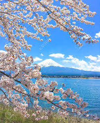 Mountain Fuji And Cherry Blossom In Japan Spring Season Sakura Stock Photo Picture And Royalty Free Image Image 107693998