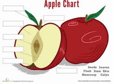 Parts Of An Apple Worksheet Education Com Apple Unit Study Apple Theme Apple School