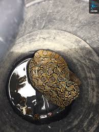 Anticimex is an international modern pest control company. Pest Control Firm Anticimex Stands Behind Handling Of Tang Plaza Python Acres Issues Rebuttal Coconuts Singapore