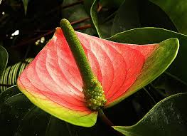 We did not find results for: Foto Gratis Flamingo Bunga Anthurium Andraeanum Merah Hijau Lembar Kelopak Hippopx