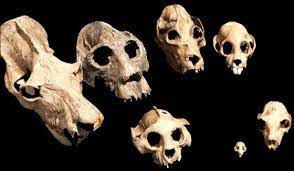 Dupc Division Of Fossil Primates Extinct Animals Animal Skulls Primates