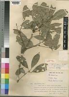 Image result for Cola clavata