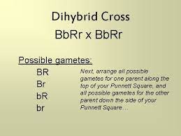 Aa x aa has a uniform genotype and phenotype. Heredity And Genetics Part Two Dihybrid Crosses Review