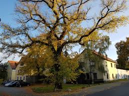 Durch bestimmte merkmale wie blüte, blätter und wuchsform ist sie einfach von anderen bäumen zu unterscheiden. Baum Des Jahres 2019 Die Flatter Ulme Ulmus Laevis Treedd Baume Fur Dresden