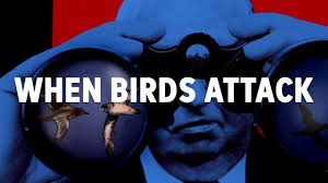 The TRUE STORY of Hitchcock’s The Birds | Science Stranger than Fiction ||  Wild Lives Ep. 2