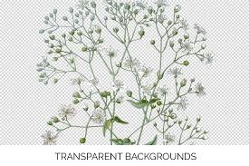 Gypsophila Elegans Vintage Flowers Vintage Flowers Gypsophila Elegans Watercolor Tiger