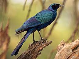 Последние твиты от starling (@starling_ltd). Burchell S Starling Ebird