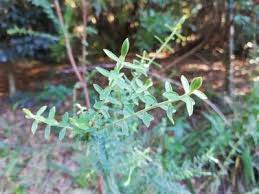 Image result for Gnidia