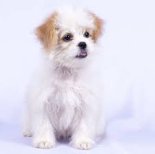 What is a teddy bear dog. Teddy Bear Dog Breeds Savory Prime Pet Treats
