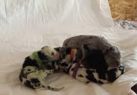 Owning a dog can be very expensive so you should always think about the ongoing costs. Great Dane Puppy Born With Rare Green Color Petsplusmag Com