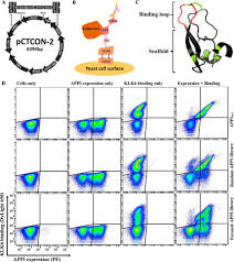 Toute la discographie de da uzi : A Potent Proteolysis Resistant Inhibitor Of Kallikrein Related Peptidase 6 Klk6 For Cancer Therapy Developed By Combinatorial Engineering Journal Of Biological Chemistry