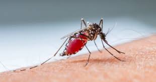 Sivrisinekler tamamen yok olsaydı ne olurdu? | Bilim Haberleri