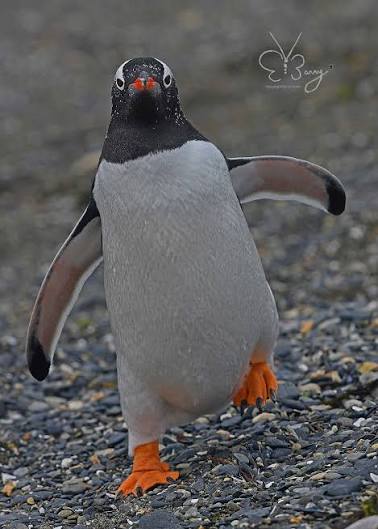 Gentoo Penguin Photography in Antarctica
